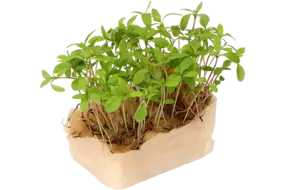 Aclla Cress Duo TOPSEAL
